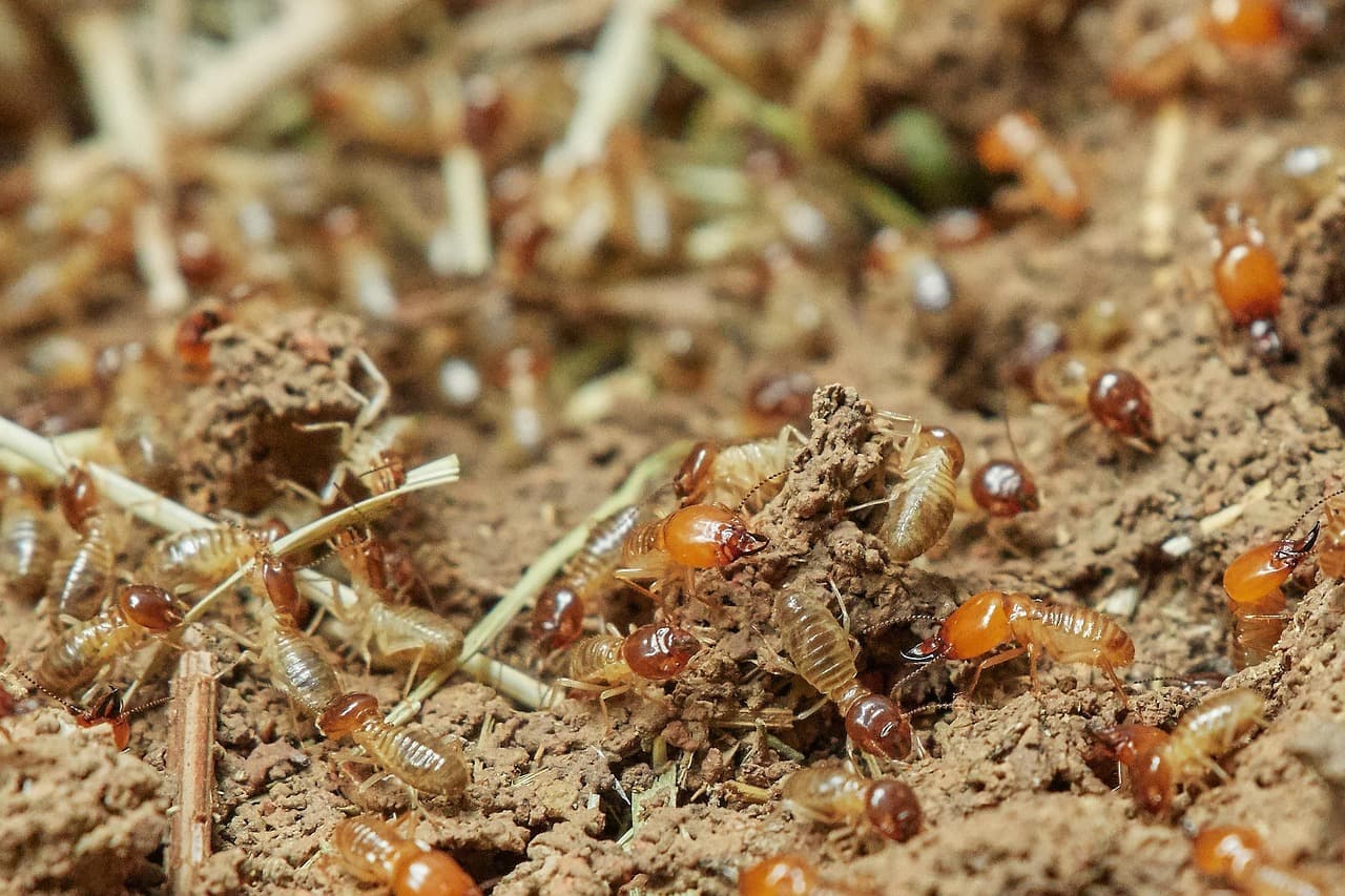 Diagnostic termites